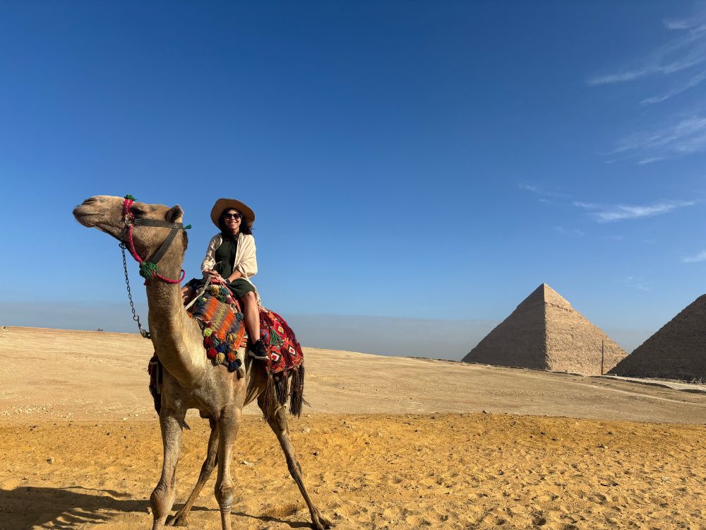 camelo no deserto do cairo